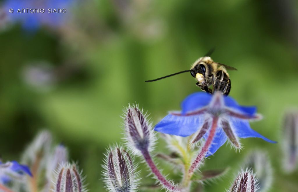 Eucera?